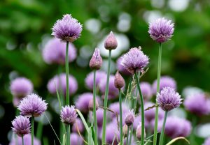 chives-4800667_1920