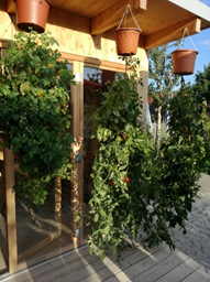 März - Obst- und Gartenbauverein Wolnzach